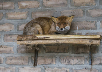 The red fox in the morning light lies in the henhouse.