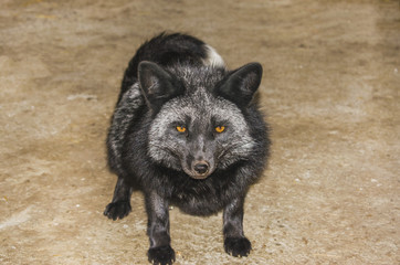 A young black fox is looking at the ground.