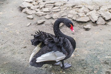 The black swan is on the ground.