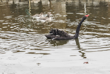 A black swan is swimming in the lake.