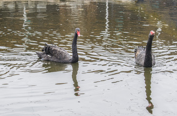 Love a pair of black swans. Two black swans swim in the lake.