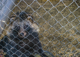 Raccoon sits in a cage in the zoo.