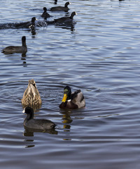 Ducks Fishing on Lake