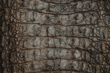 crocodile leather texture closeup background