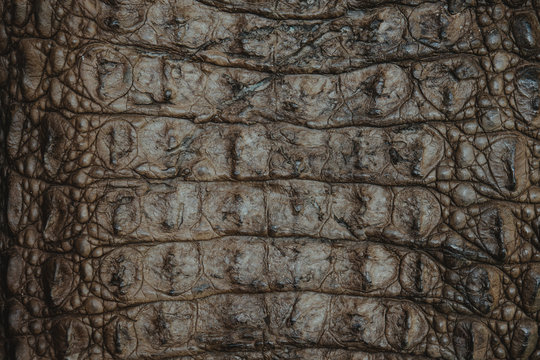 crocodile leather texture closeup background