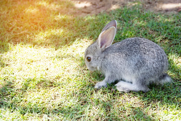 Naklejka na ściany i meble rabbits bunny in the garden