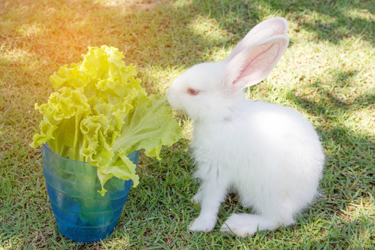 Rabbit Eating Green Salad