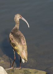 Glossy ibis standing.