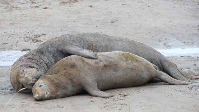 Grey Seals Mating on the Beach