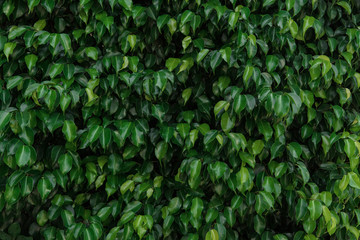 Green leaves texture, foliage backdrop
