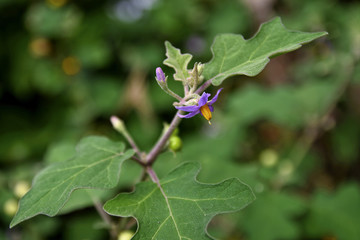 Sparrow's Brinjal herb in the nature