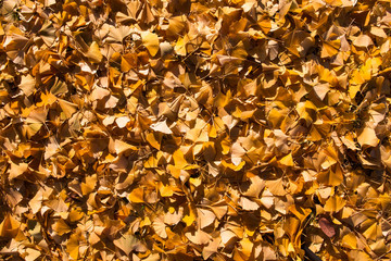 Many of ginkgo leaves background 