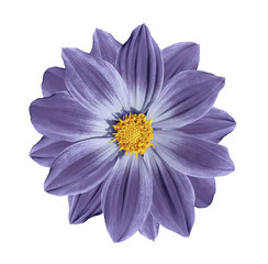 Violet-blue flower daisy on a white isolated background with clipping path. Closeup. Nature.