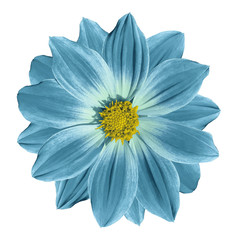 -Turquoise-yellow flower daisy on a white isolated background with clipping path. Closeup. Nature.