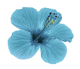Turquoise flower of a Hibiscus on an isolated white background with clipping path. Closeup. No shadows.  Nature.