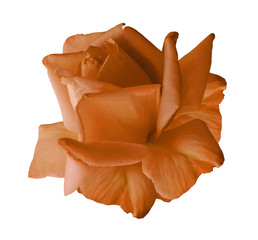 Rose  Orange flower  on white isolated background with clipping path.  no shadows. Closeup.  Nature.