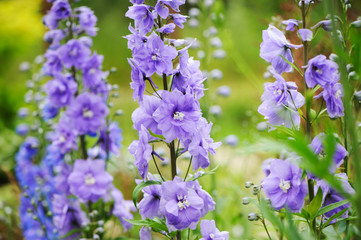 flowering delphinium closeup in summer garden. Growing beautiful blue flowering perennials