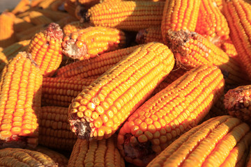 Fototapeta na wymiar The corn crop, stacked together