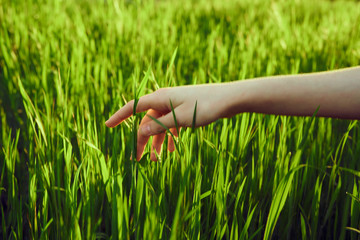 Hand in the grass, nature, plants, summer, sun, light