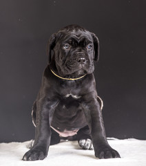 Year of dog, holiday celebration.