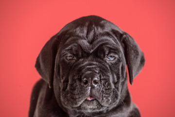 New year, cute puppy on red background.
