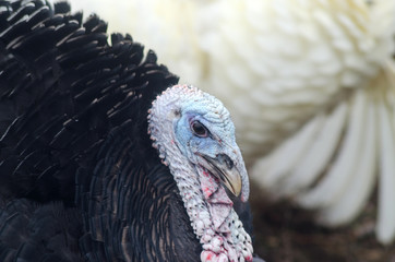 Portrait of a turkey close-up.