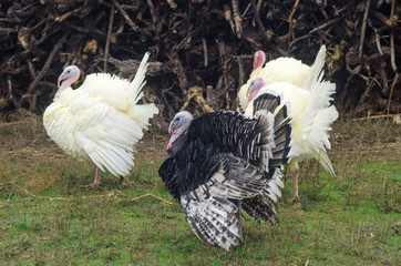Turkeys are walking on the farm.