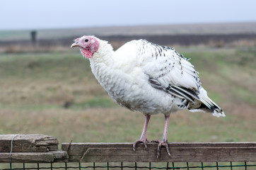 A white turkey sits on a fence, a poultry farm.