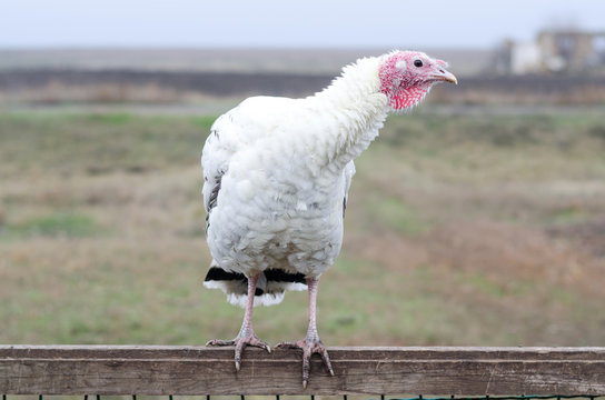 A white turkey sits on a fence, a poultry farm.