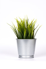 grass in pot