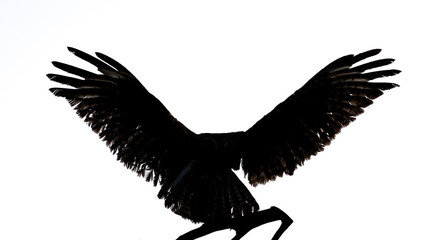 black angel wings