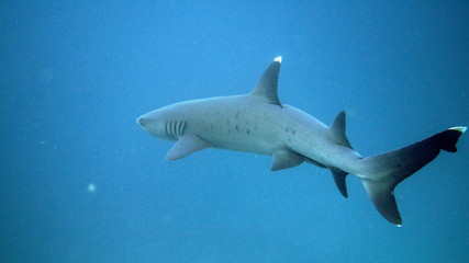 Swimming whitetip reef shark at the Galapagos Island in Ecuador