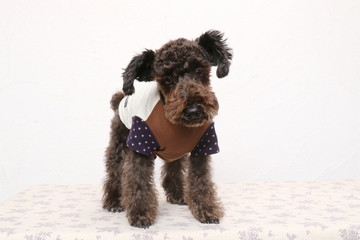 ミニチュアシュナウザー