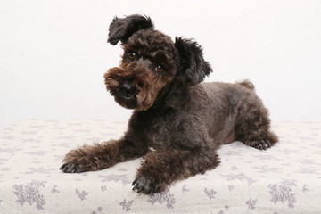 ミニチュアシュナウザー