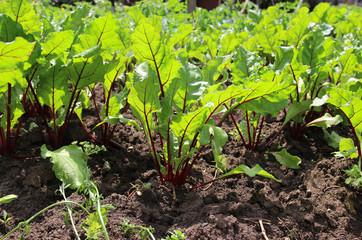 feuilles de betterave. betteraves dans le jardin.