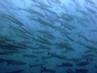 A school of barracudas fading to the right at the Galapagos Islands near Ecuador