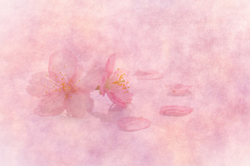 Japanese cherry blossom on spring pink paper background