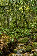 Mossy tree in the rainforest of the Lynn Canyon Park, Vancouver, BC, British Columbia, Canada