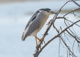 Black crowned night heron