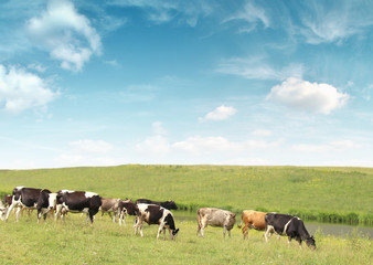 Cows grazing on the farm field.