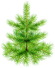 Green small Christmas pine fir tree