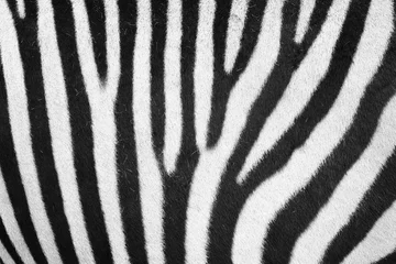 Fotobehang zebra dierenhuidtextuur © jonnysek