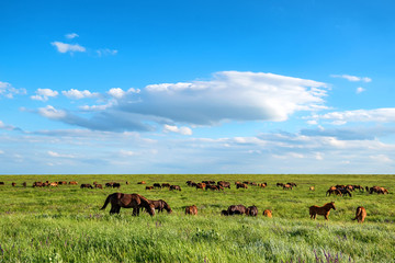 Wild horses grazing on summer meadow