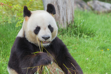 Fototapeta premium Giant panda, bear panda eating bamboo 
