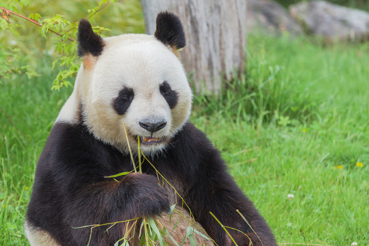Giant panda, bear panda eating bamboo 
