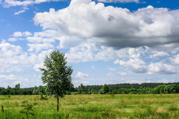 Fototapeta na wymiar View in the distance on the field and forest with a cloudy sky, Lithuania