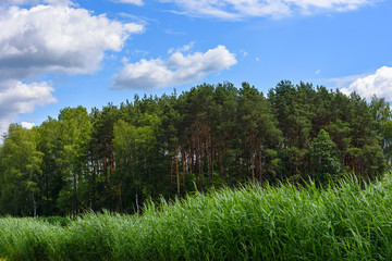Fototapeta na wymiar Green grass and forest view, Lithuania