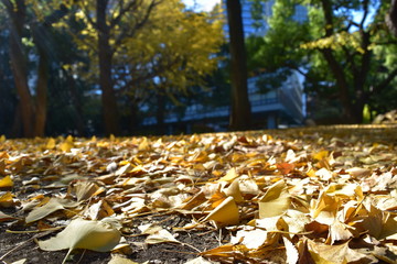 銀杏の絨毯