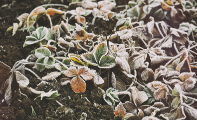 Plants are covered with frost