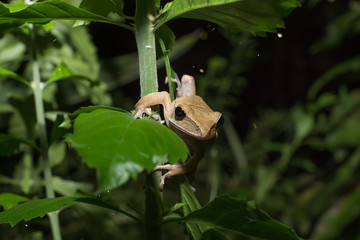 brown tree frog